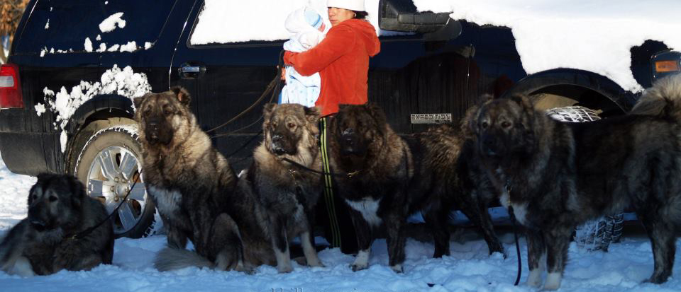 family safety caucasian ovcharka style